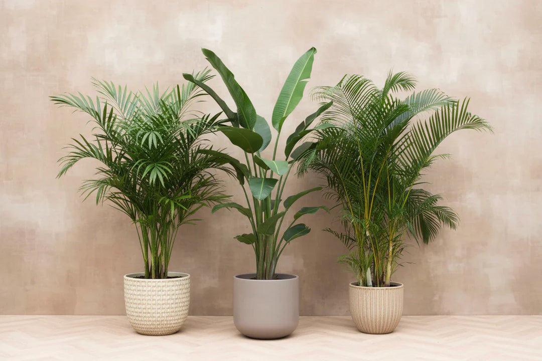 Kamerplanten