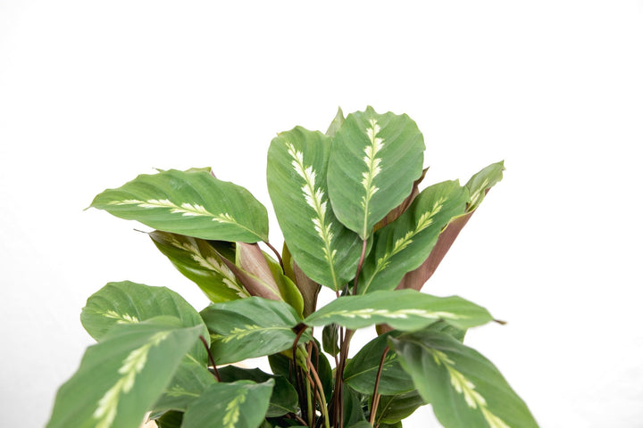 Calathea Maui Queen - 35cm - Pauwenplant - Kamerplant
