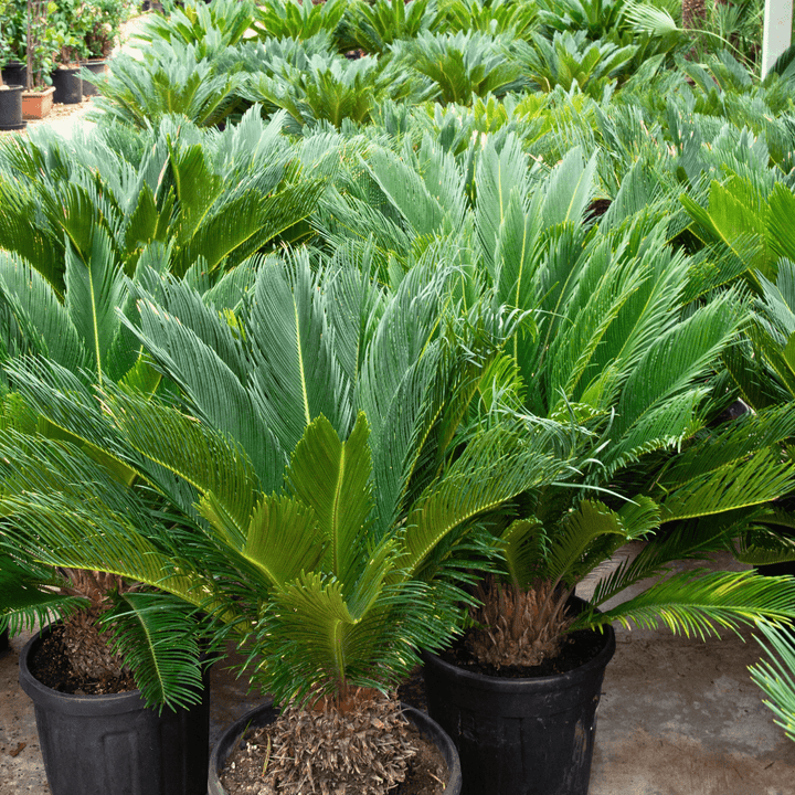 Cycas Revoluta - 70 cm - Kamerplant Kopen