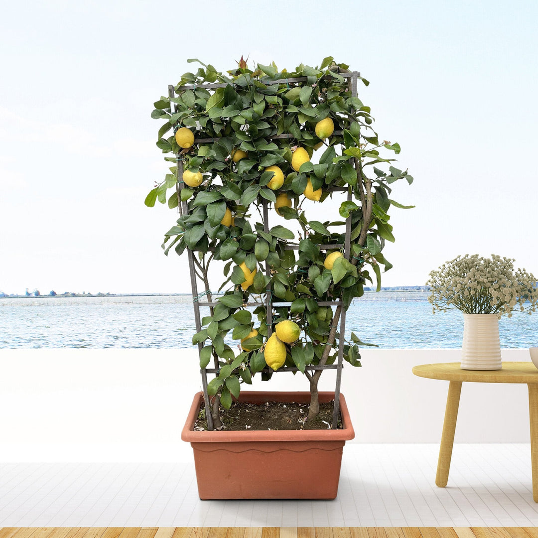 Citrus Lemon op rek - 160cm - Kamerplant Kopen