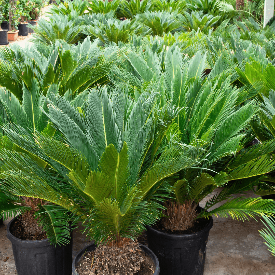 Cycas Revoluta - 80cm - Kamerplant Kopen