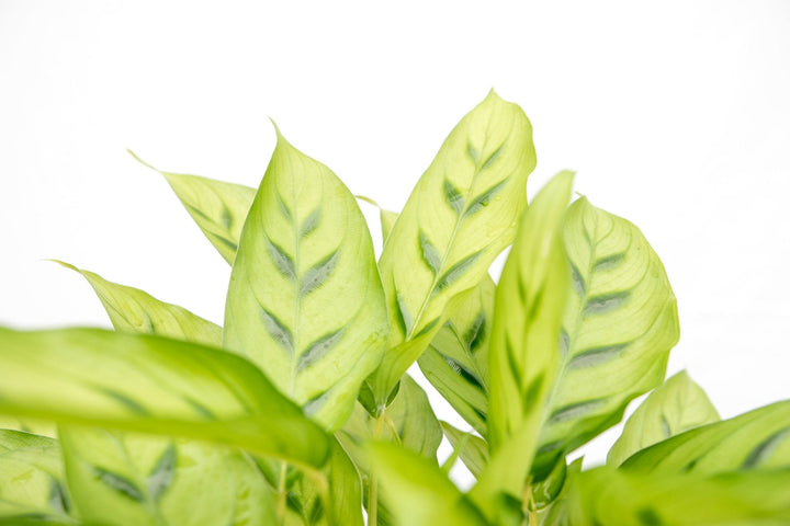 Calathea Leopardina - 35cm - Plante paon - Plante d'intérieur