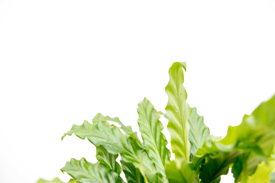 Calathea Bluegrass - 35cm - Pauwenplant - Kamerplant Kopen