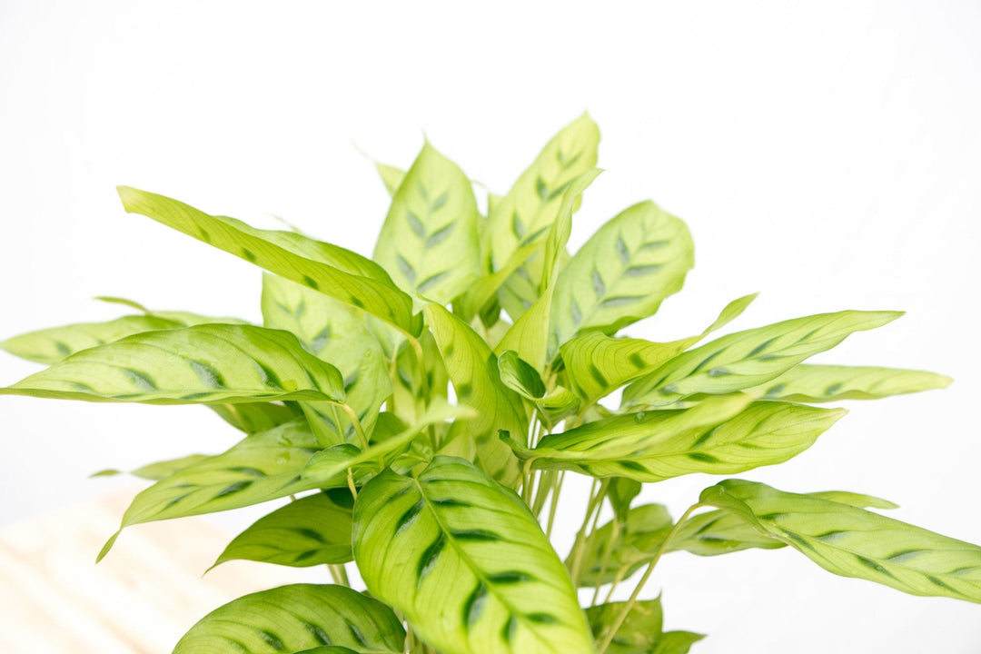 Calathea Leopardina - 35cm - Plante paon - Plante d'intérieur