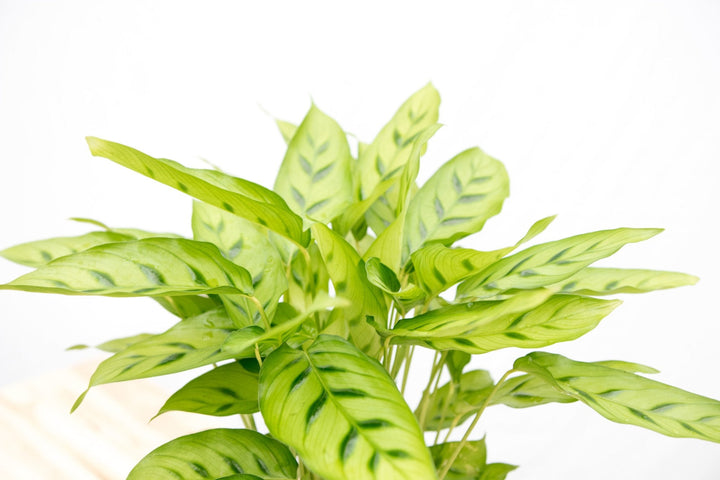 Calathea Leopardina - 35cm - Plante paon - Plante d'intérieur