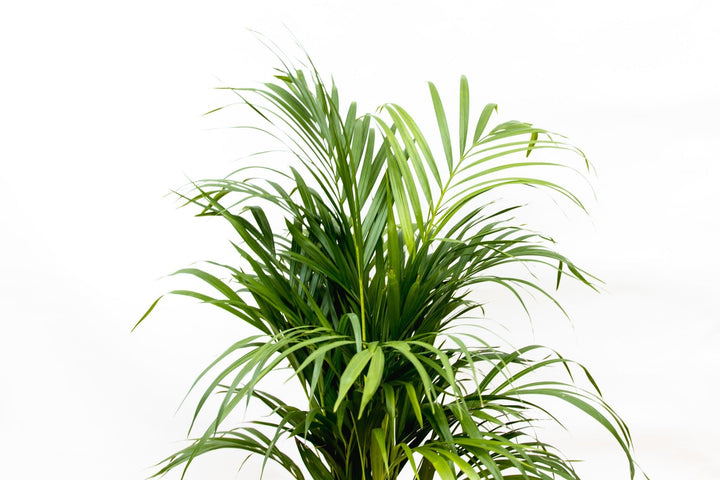 Dypsis Lutescens (Areca palm) - 100cm - Goudpalm | Koop