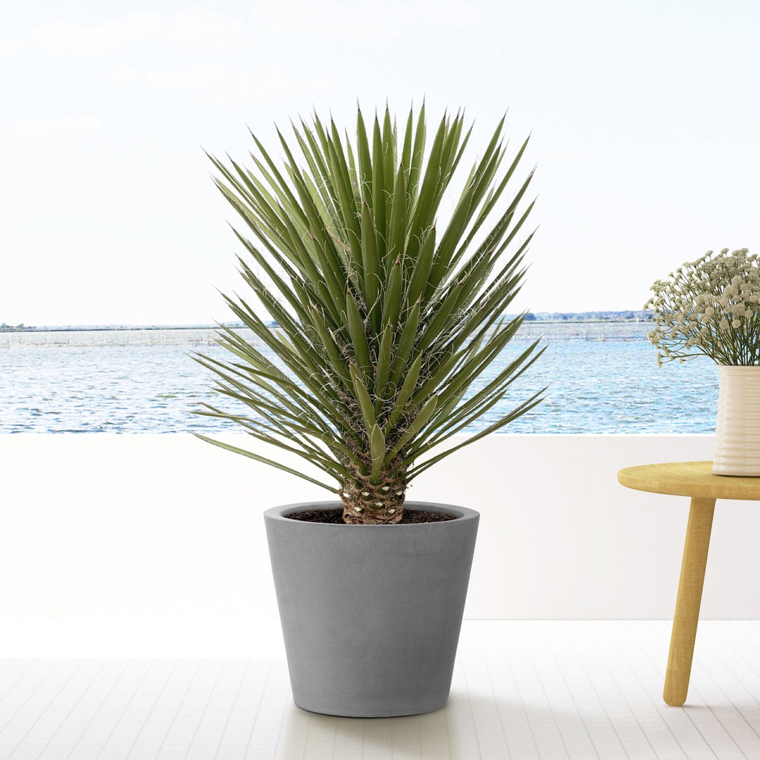 Yucca Filifera Australis - 160cm - Palmlelie Kamerplant