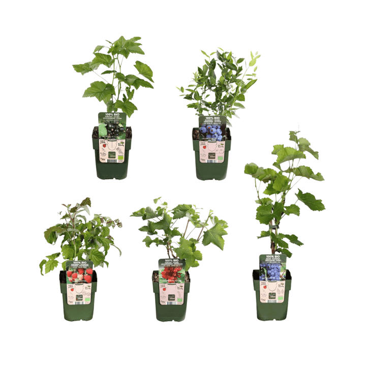 Combi deal - Vruchtenoase (5x bio fruitplanten mix) - 25cm