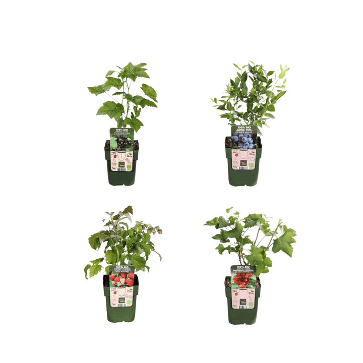 Combi deal - Vruchtenparadijs (4x bio fruitplanten mix) - 25cm