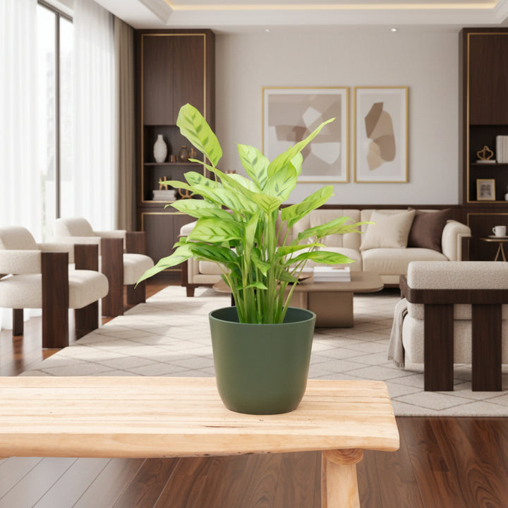 Calathea Leopardina - 35cm - Plante paon - Plante d'intérieur