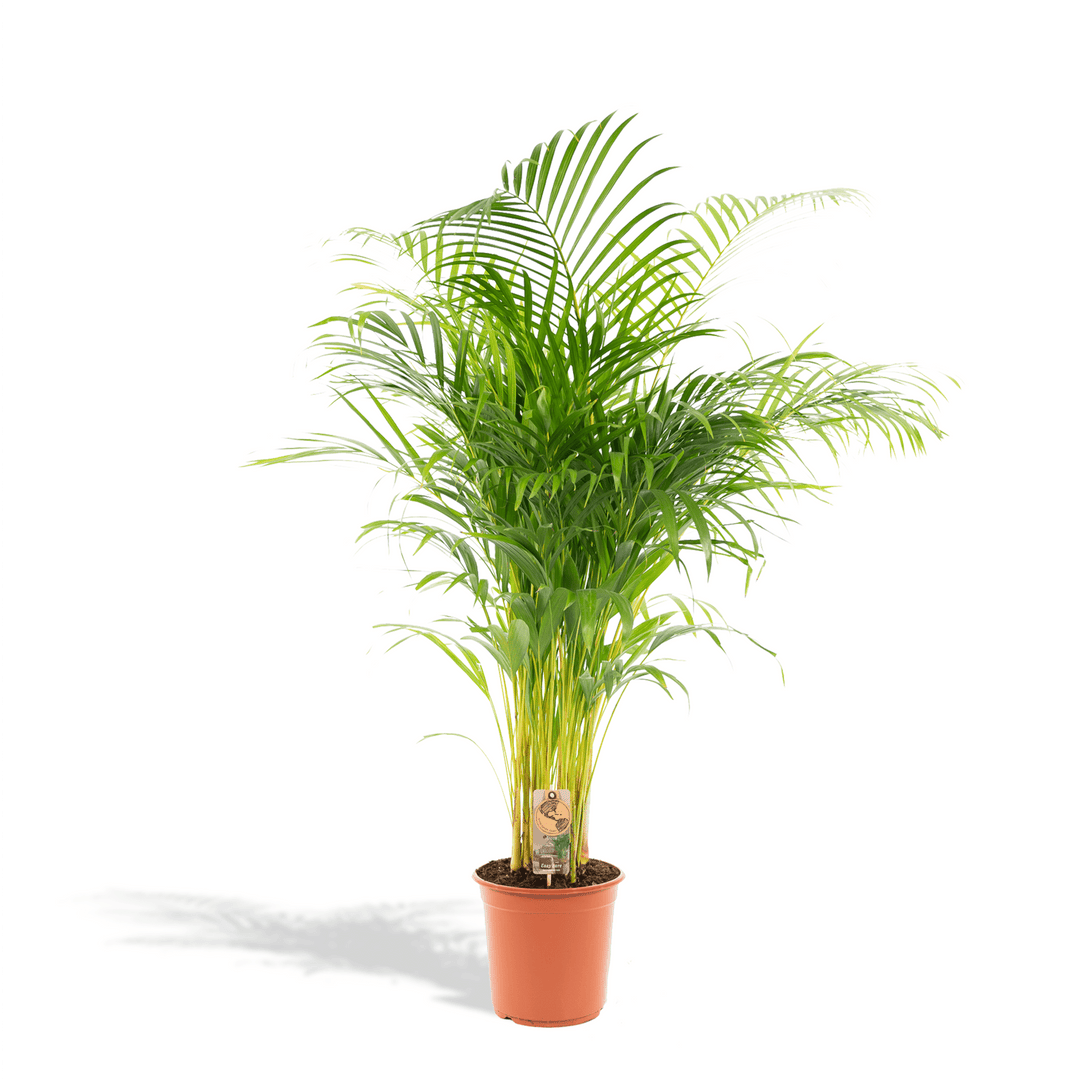Dypsis Lutescens (Areca palm) - 100cm - Goudpalm | Koop
