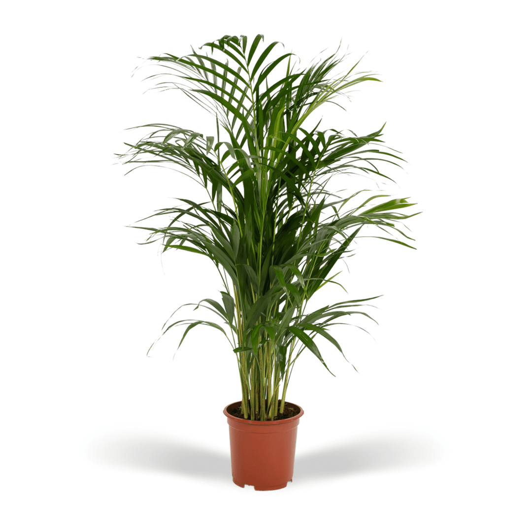 Dypsis Lutescens (palmier Aréca) - 70cm - Palmier doré | Acheter