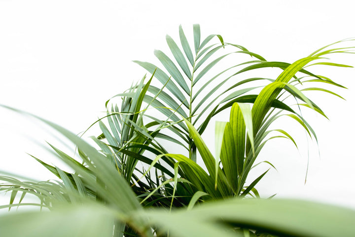 Dypsis Lutescens (Areca palm) - 100cm - Goudpalm | Koop