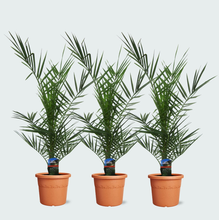 Offre combinée - 3x Phoenix Canariensis - 80cm - Palmier dattier
