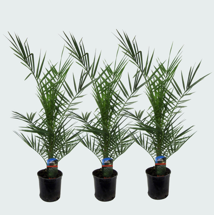 Offre combinée - 3x Phoenix Canariensis - 80cm - Palmier dattier