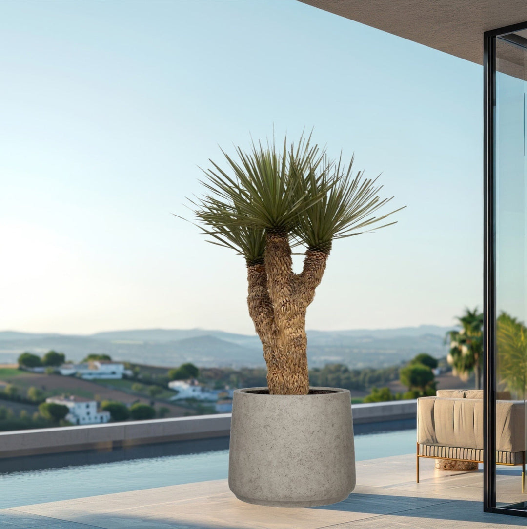 Yucca Rostrata Hidra - 200 cm - Yucca rostrata d'extérieur