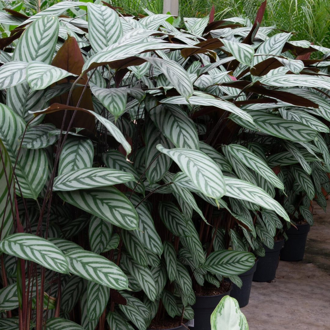 Calathea Compactstar - 90cm - Pauwenplant - Kamerplant