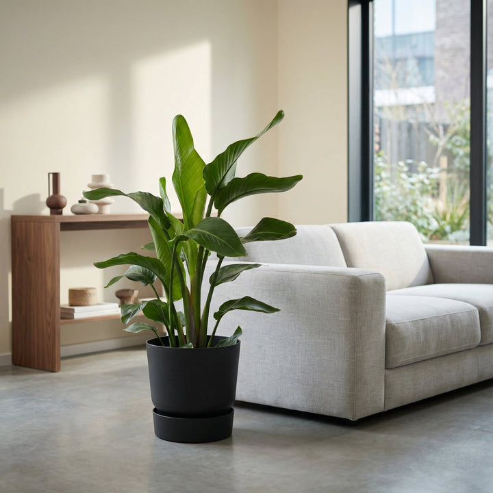 Strelitzia Nicolai - Ø19cm - 90cm - Paradijsvogelplant