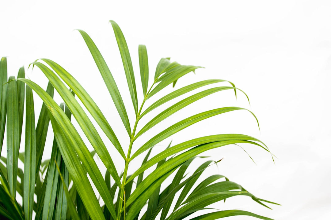 Dypsis Lutescens (palmier Aréca) - 70cm - Palmier doré | Acheter