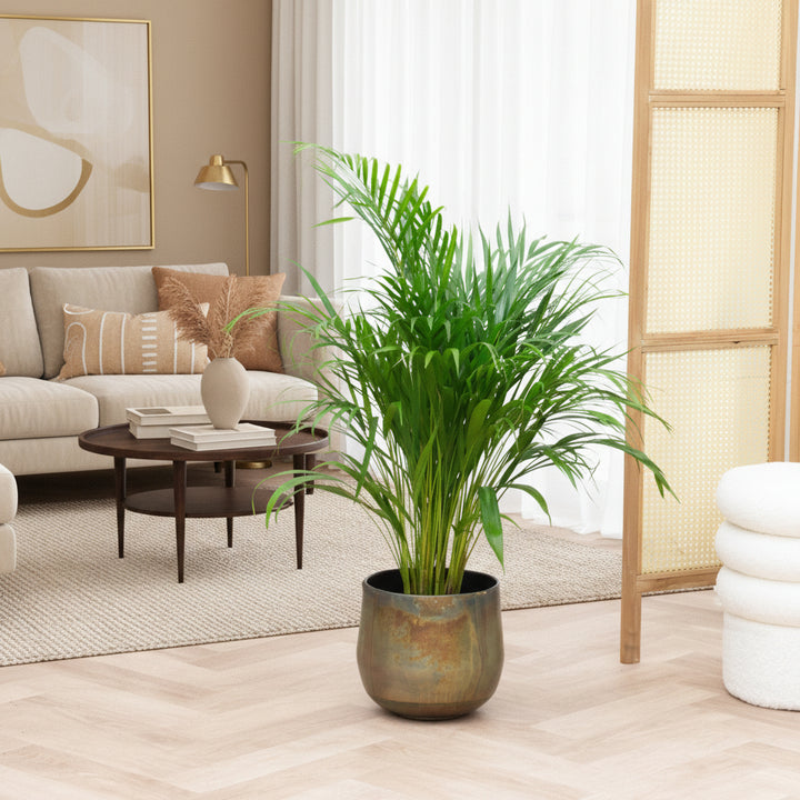 Dypsis Lutescens (Areca palm) - 100cm - Goudpalm | Koop