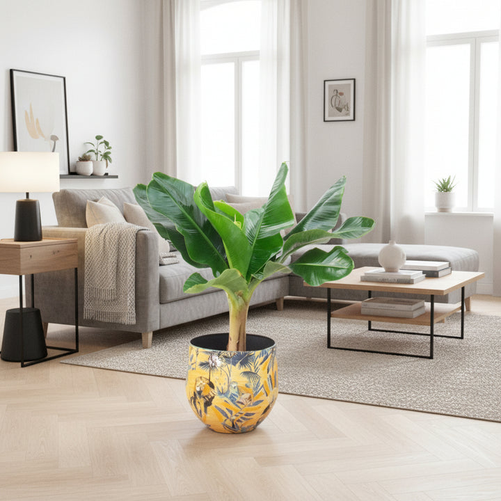 Bananier - 80 cm - Acheter une plante d'intérieur