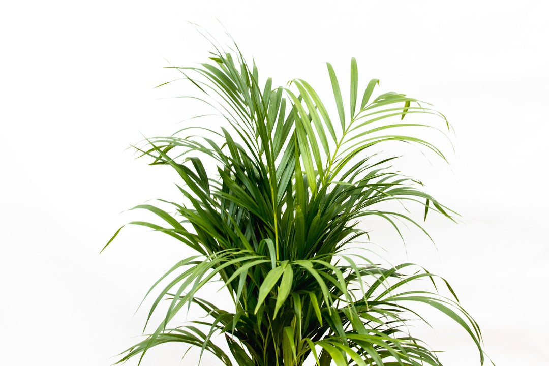 Dypsis Lutescens (palmier Aréca) - 70cm - Palmier doré | Acheter
