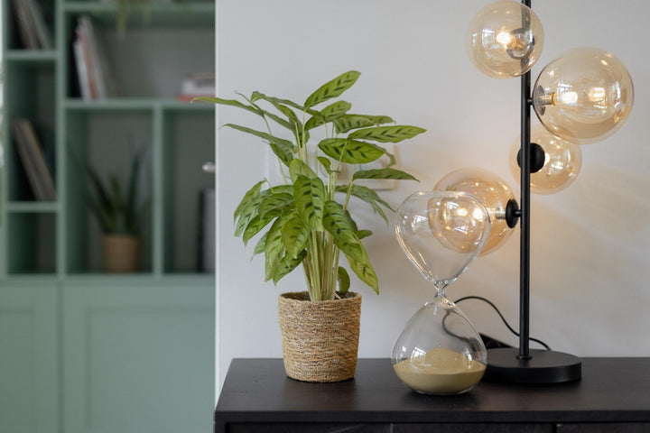 Calathea Leopardina - 35cm - Plante paon - Plante d'intérieur