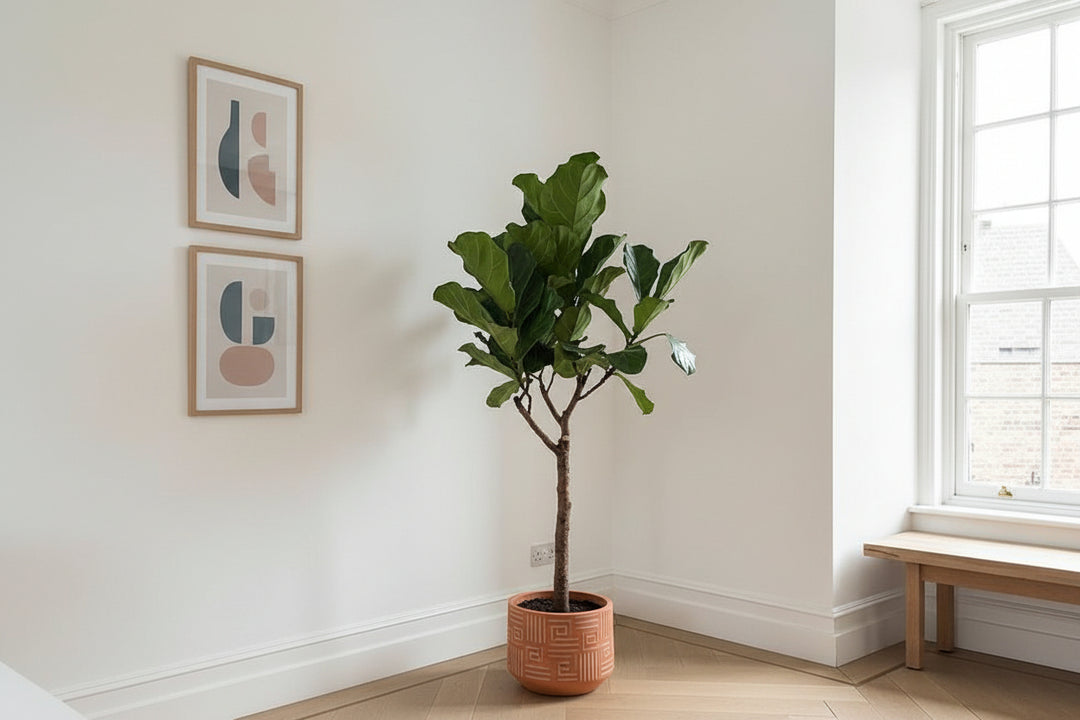 Ficus Lyrata arbre XL - 180cm - Figuier lyre - Plante d'intérieur