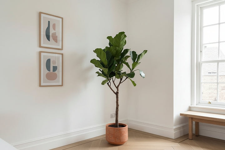 Ficus Lyrata arbre XL - 180cm - Figuier lyre - Plante d'intérieur