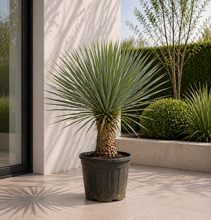 Yucca Rostrata sur tronc - 70 cm - Ø27 - Yucca Pied d'Éléphant Extérieur