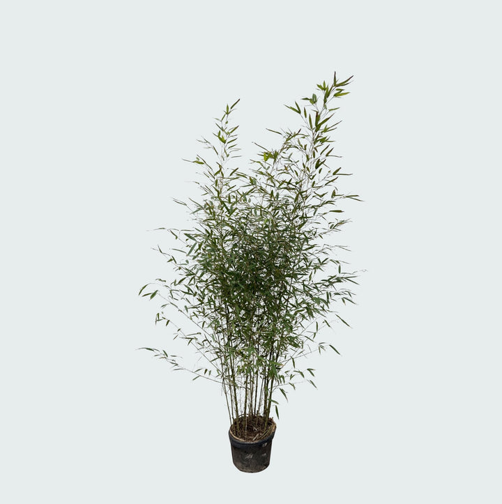 Fargesia bambou - 220cm - Acheter une plante d'intérieur