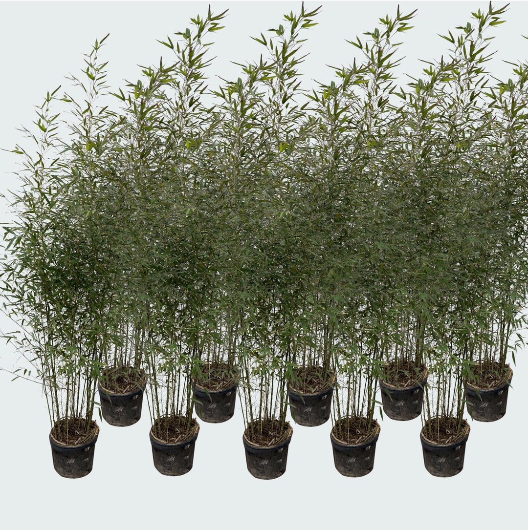 10x Bambous Fargesia - 220cm - Achat Plantes d'intérieur Vivace