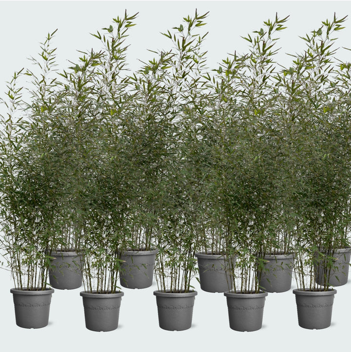 10x Bambous Fargesia - 220cm - Achat Plantes d'intérieur Vivace