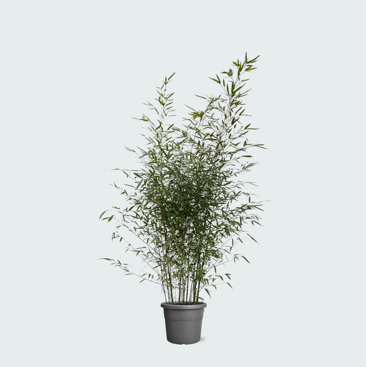 Fargesia bambou - 220cm - Acheter une plante d'intérieur