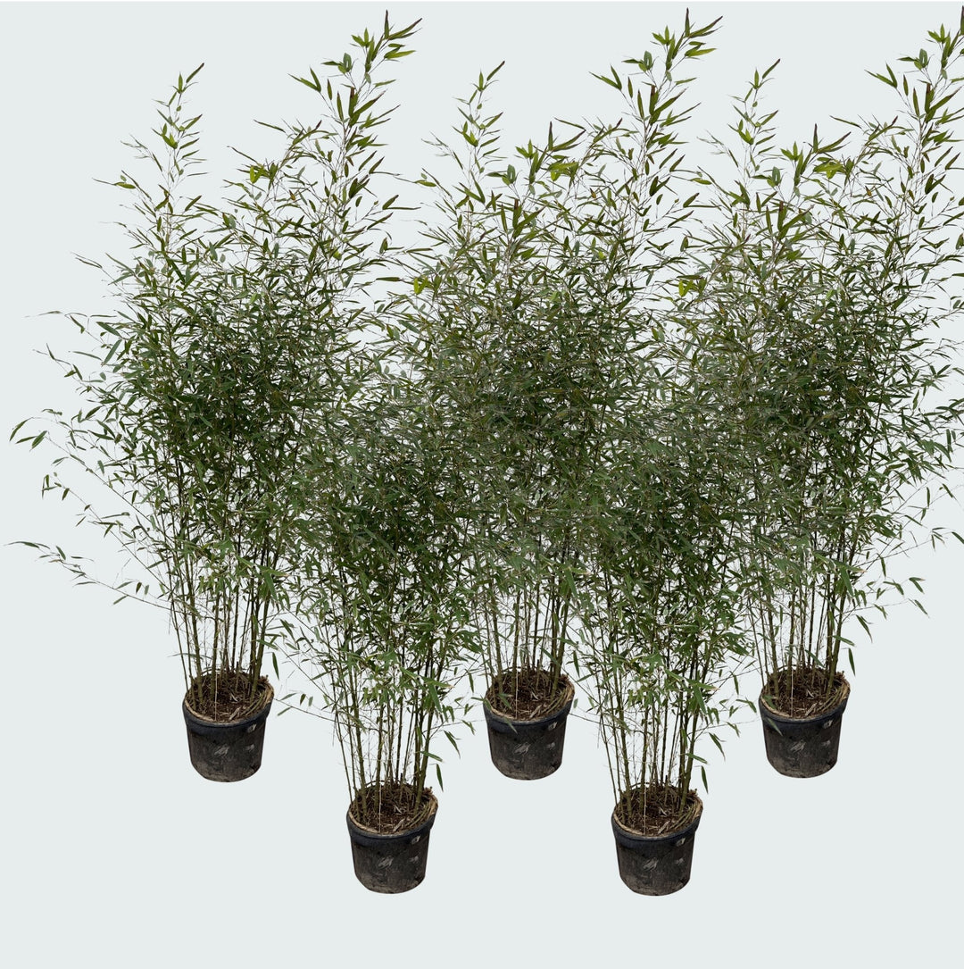 5x Fragesia bambou - 220cm - Achat plante d'intérieur Vivace