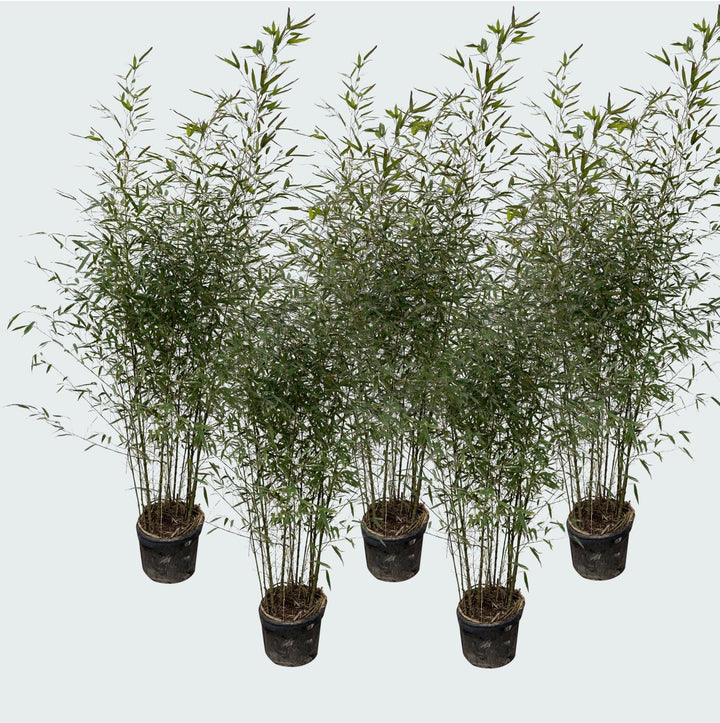 5x Fragesia bambou - 220cm - Achat plante d'intérieur Vivace