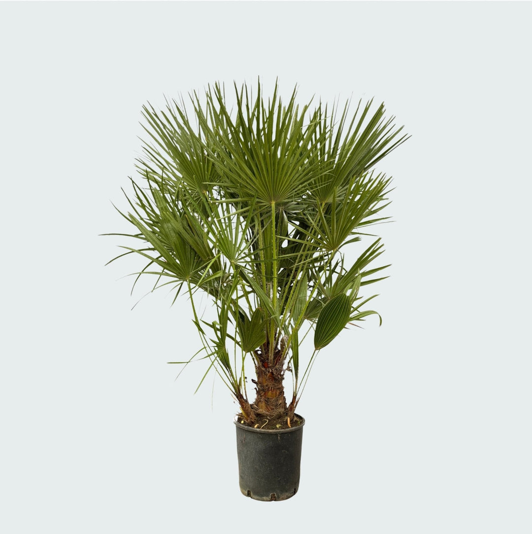 Chamaerops Humilis - 130cm - Acheter une plante d'intérieur
