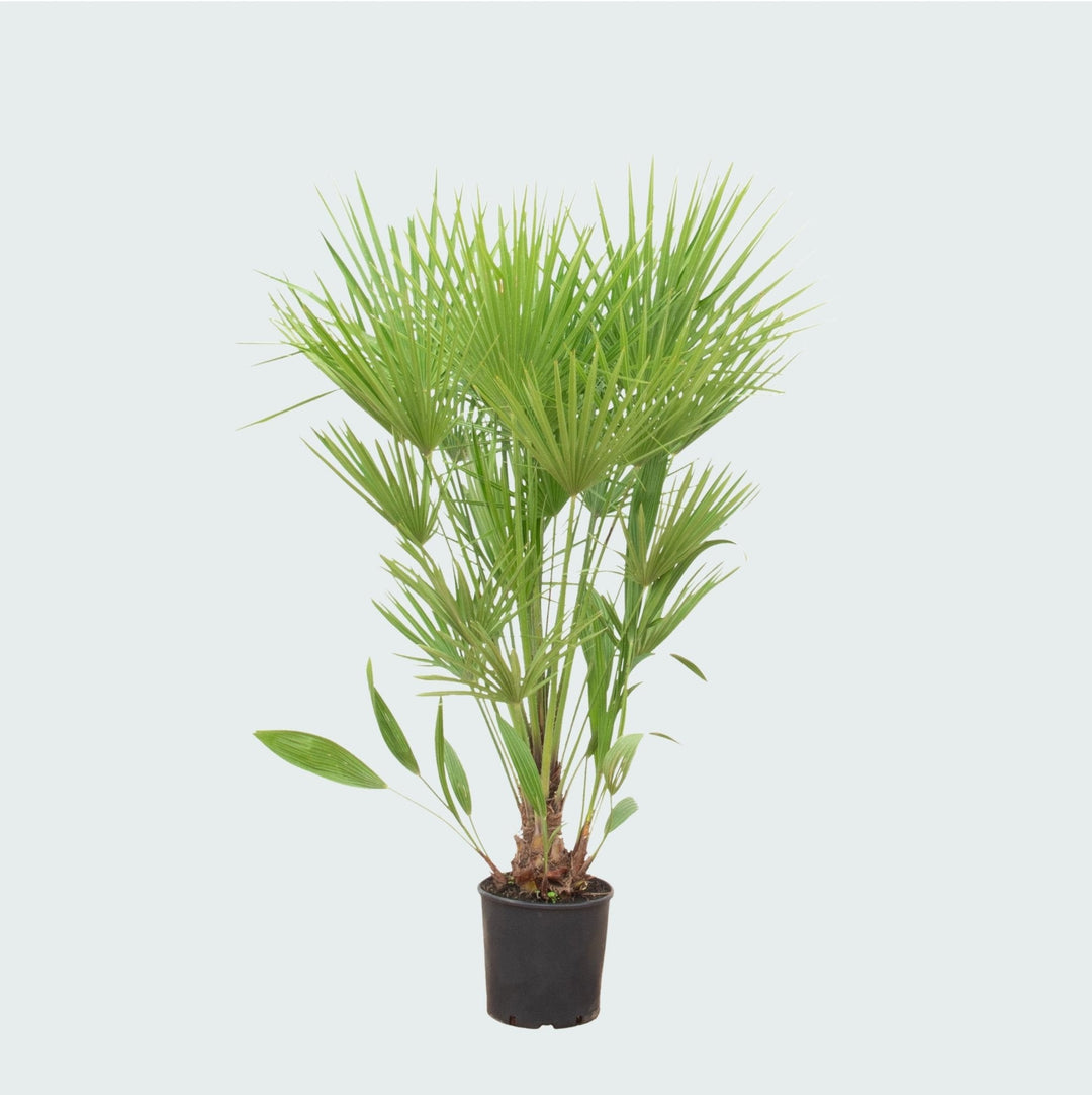 Chamaerops humilis - 170cm - Kamerplant Kopen