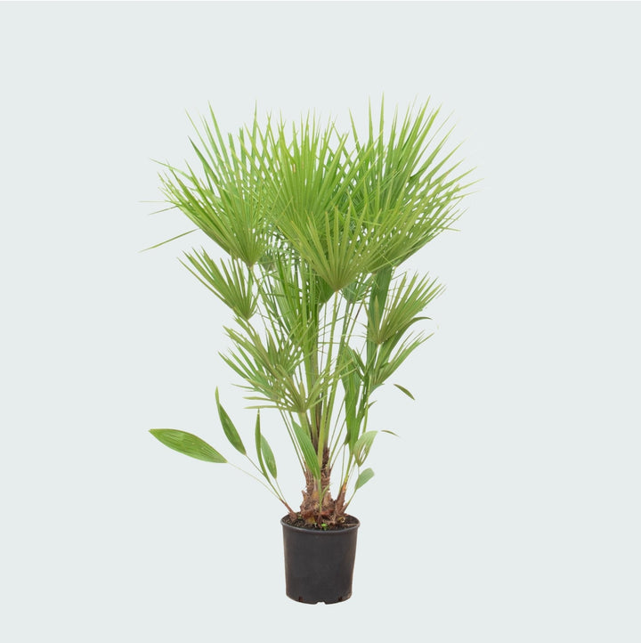 Chamaerops humilis - 170cm - Kamerplant Kopen