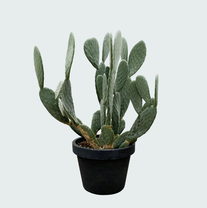 Cactus Opuntia - 120cm - Cactus Mix - Cactus Set Kamer
