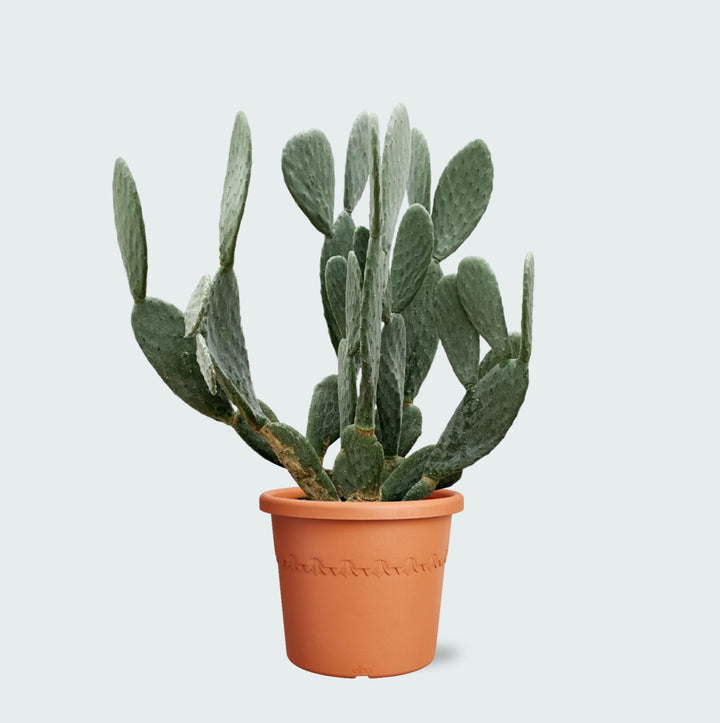 Cactus Opuntia - 120cm - Cactus Mix - Cactus Set Kamer