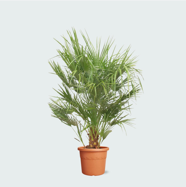 Chamaerops Humilis - 150 cm - Acheter une plante d'intérieur