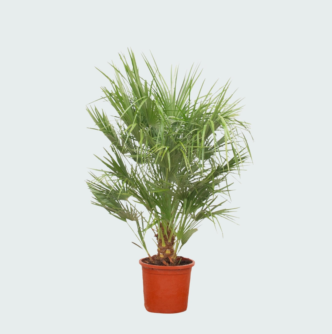 Chamaerops Humilis - 150 cm - Acheter une plante d'intérieur