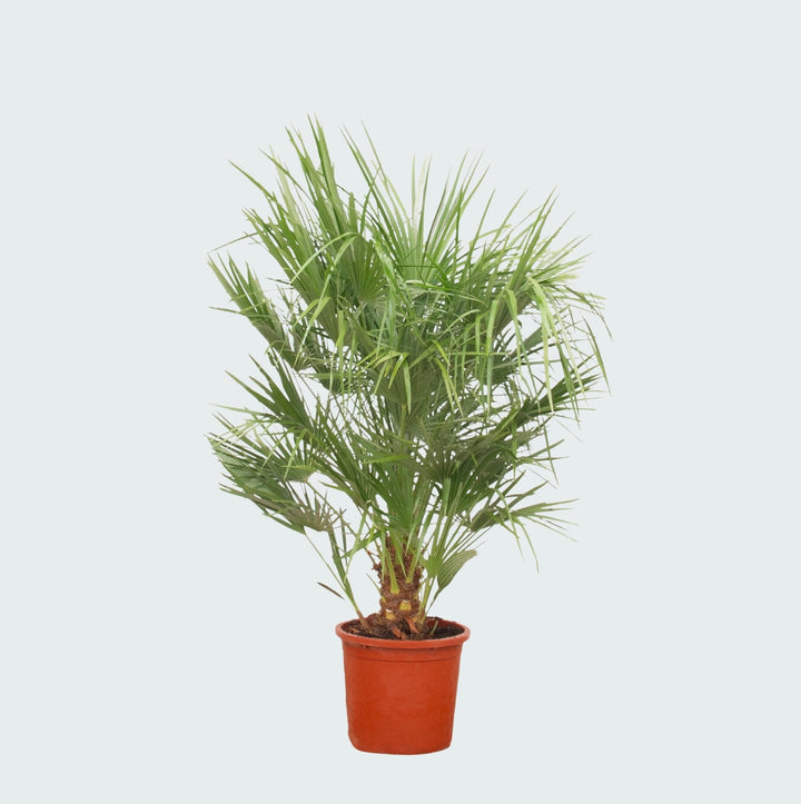 Chamaerops Humilis - 150 cm - Acheter une plante d'intérieur