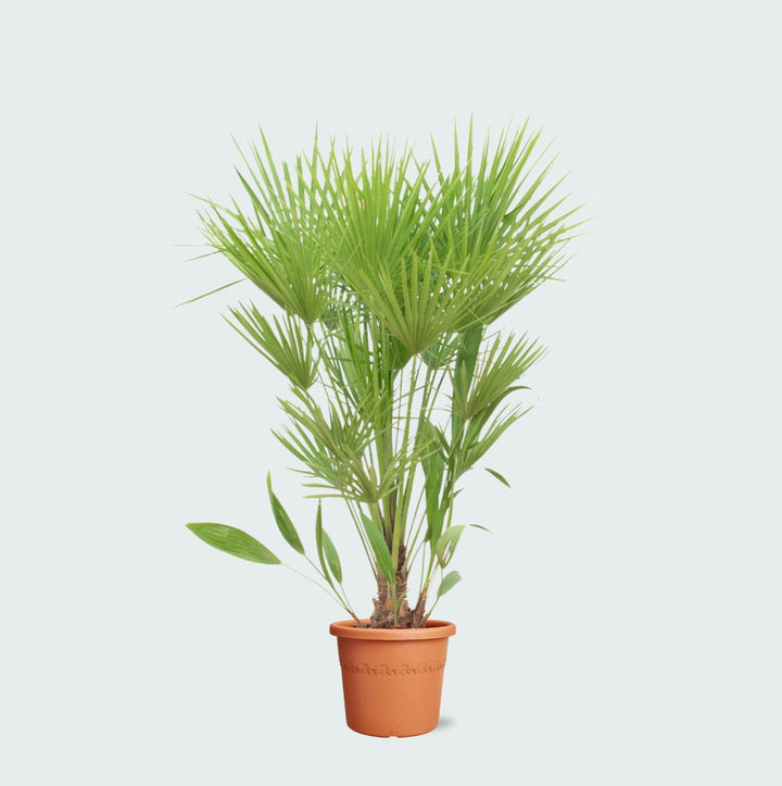 Chamaerops humilis - 170cm - Kamerplant Kopen