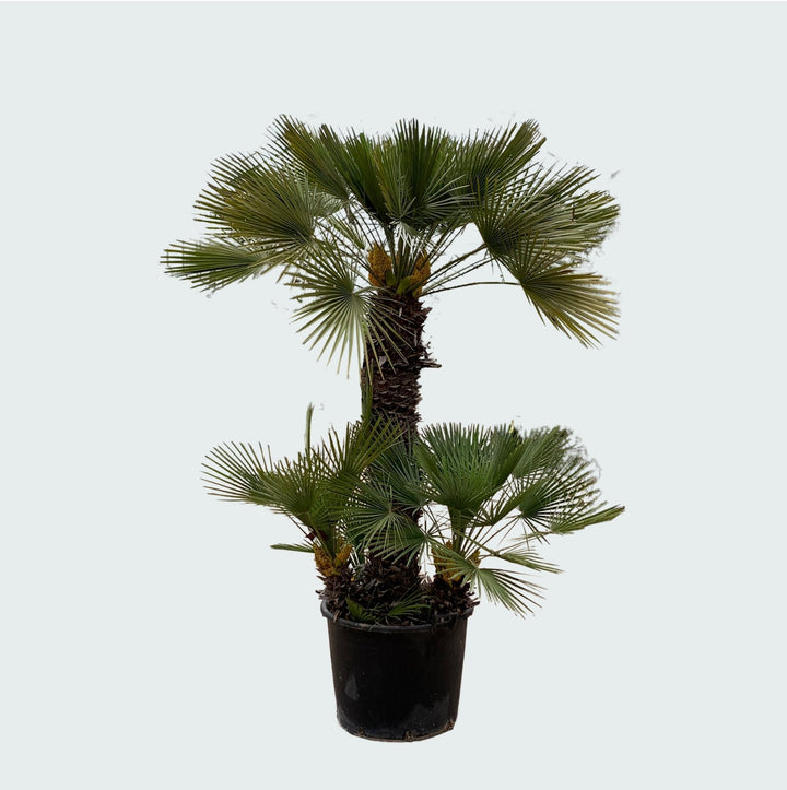 Chamaerops Humilis - 230cm - Acheter une plante d'intérieur