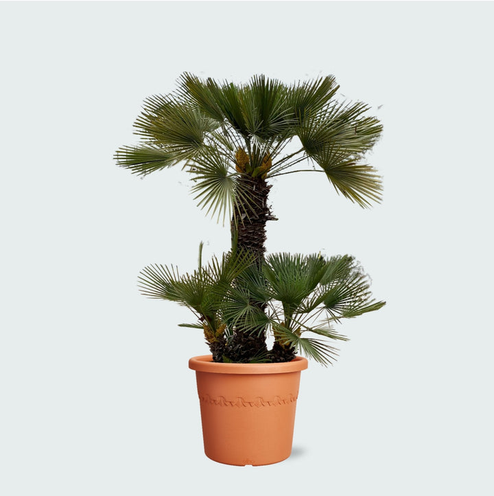 Chamaerops Humilis - 230cm - Acheter une plante d'intérieur
