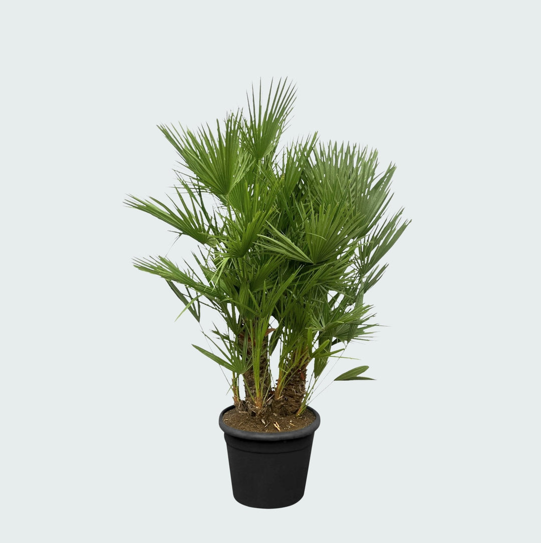 Chamaerops Humilis multistam - 180cm - Acheter une Plante d'Intérieur