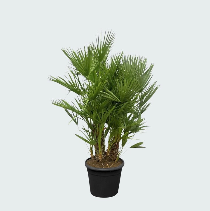 Chamaerops Humilis multistam - 180cm - Acheter une Plante d'Intérieur