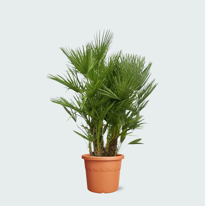 Chamaerops Humilis multistam - 180cm - Acheter une Plante d'Intérieur